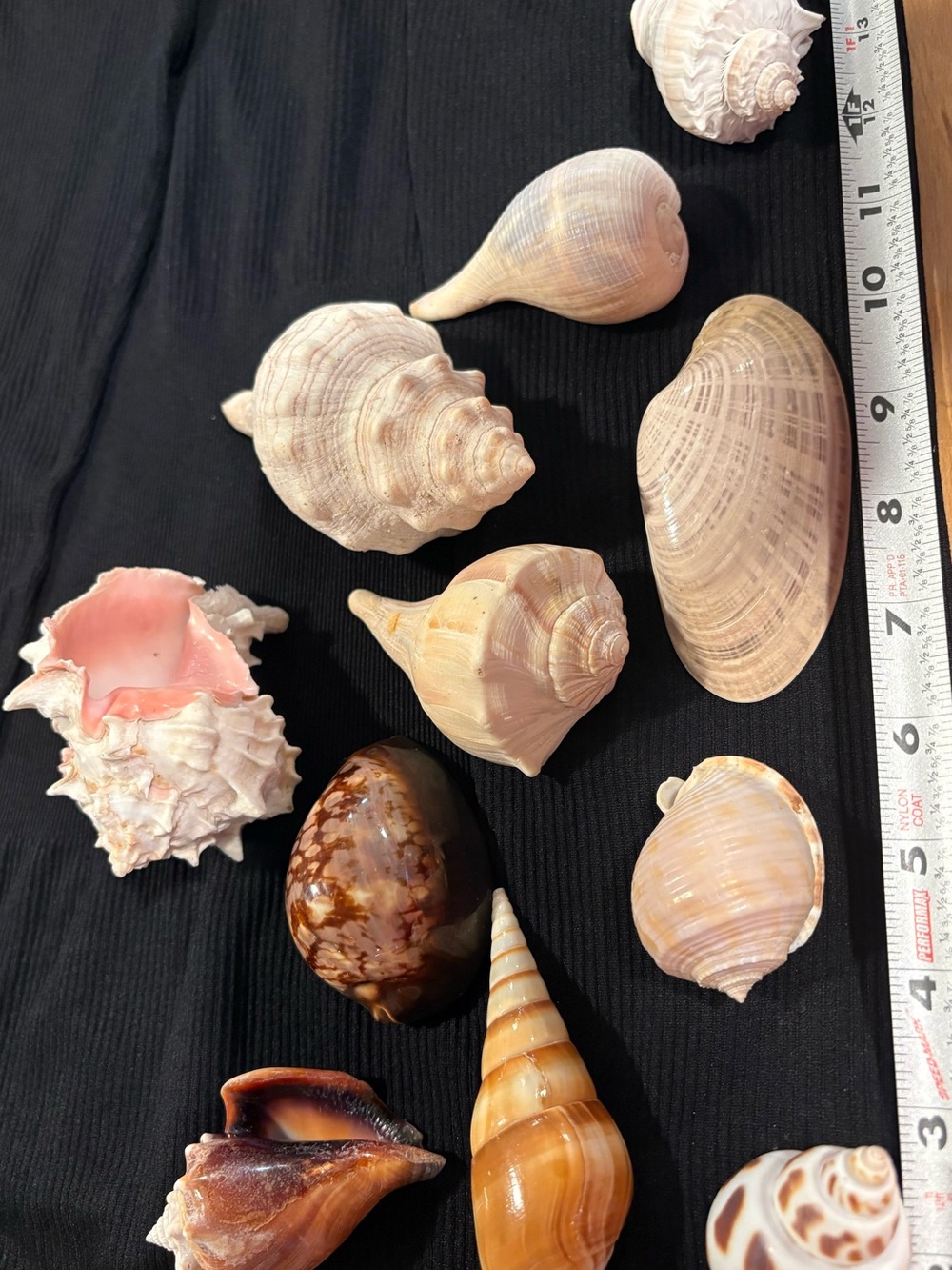 SEASHELLS LOT ~ 11 Assorted Seashell Collection - Pink Murex Cream Florida Conch